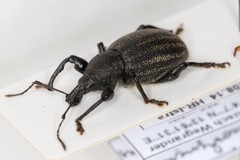 Otiorhynchus alutaceus