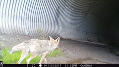 Canis latrans