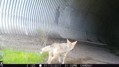 Canis latrans