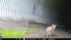 Canis latrans