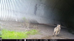 Canis latrans
