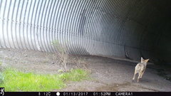 Canis latrans