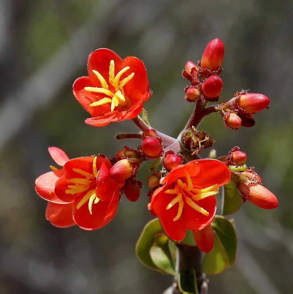 Jatropha mutabilis