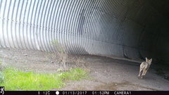 Canis latrans