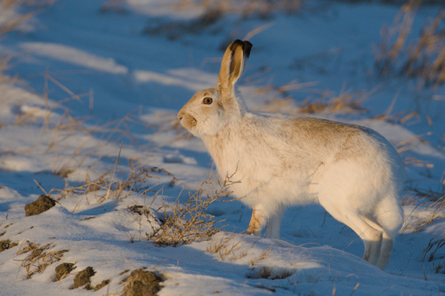 White-tailed Jackrabbit observed by gwc083