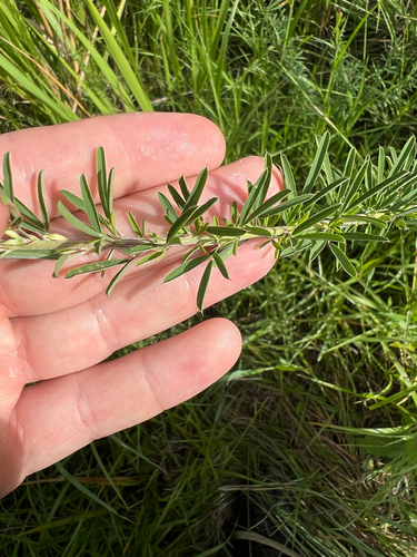 Perennial Lespedeza (Lespedeza juncea)