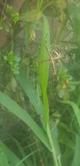 Argiope argentata