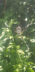 Argiope argentata