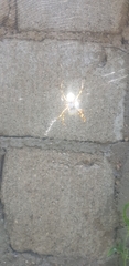 Argiope argentata