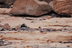 Carpodacus synoicus