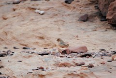 Carpodacus synoicus