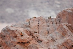 Carpodacus synoicus