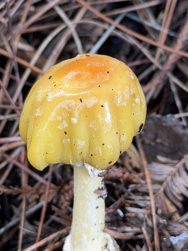 Amanita muscaria, 2026-01-08