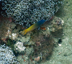 Halichoeres prosopeion