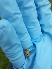 Praticolella griseola