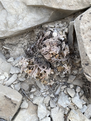 Resurrection plant