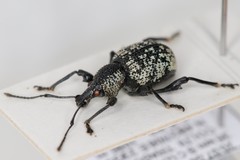 Otiorhynchus cymophanus