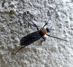 Plecia ruficollis