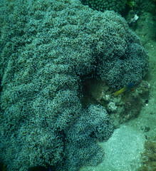 Fimbriaphyllia ancora