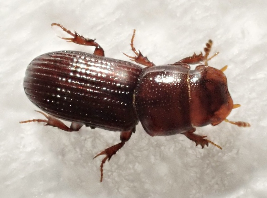 Saprosites natalensis