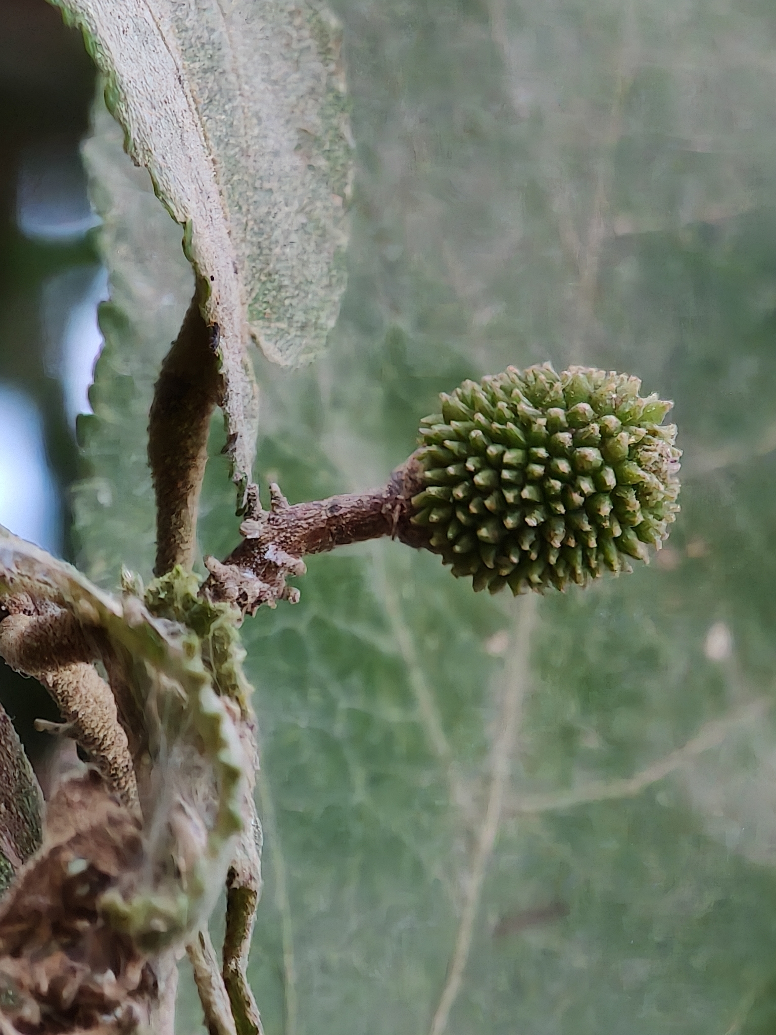 Foto de Guazuma ulmifolia Lam.