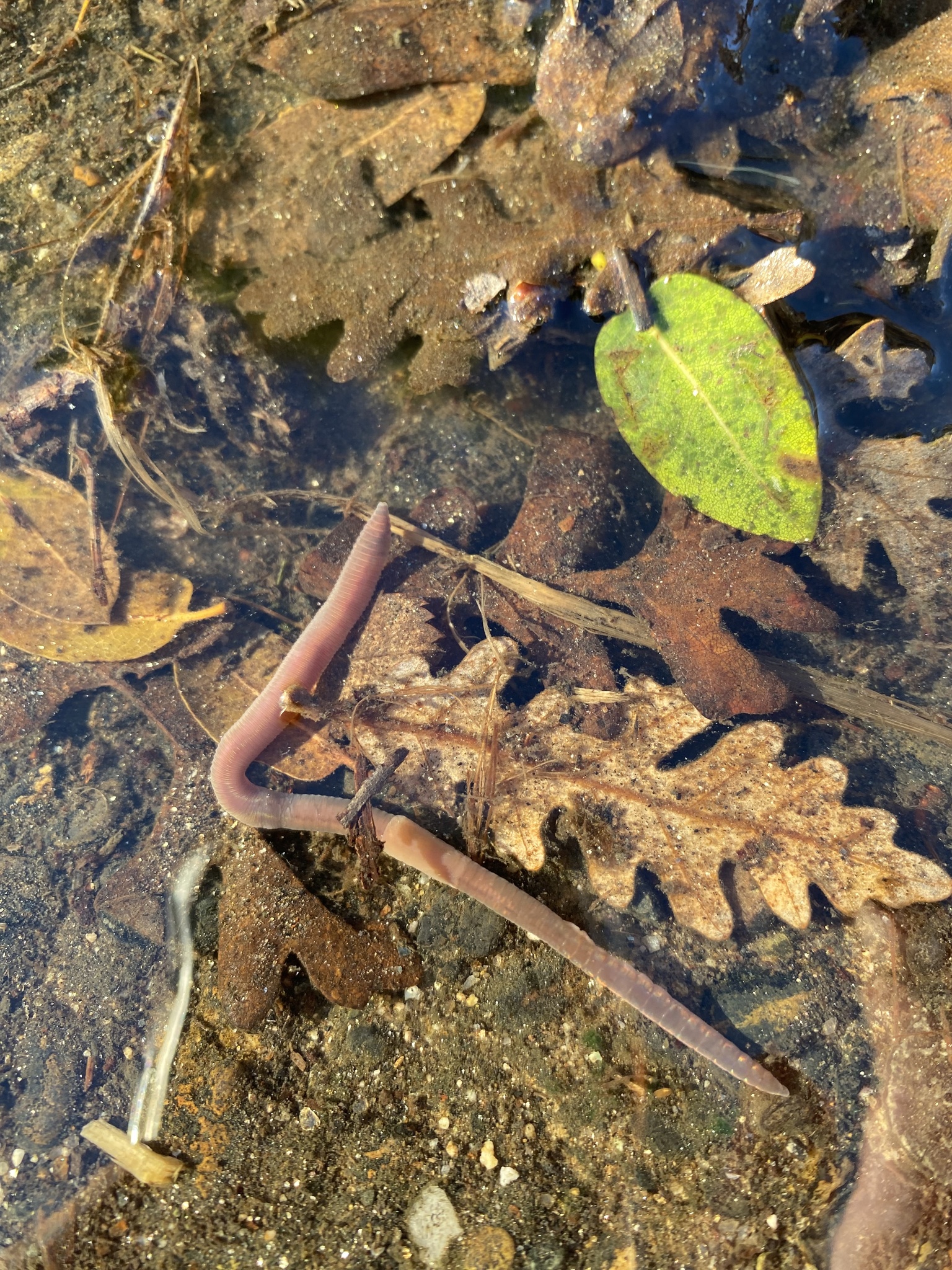 Aporrectodea caliginosa trapezoides (Dugés, 1828)