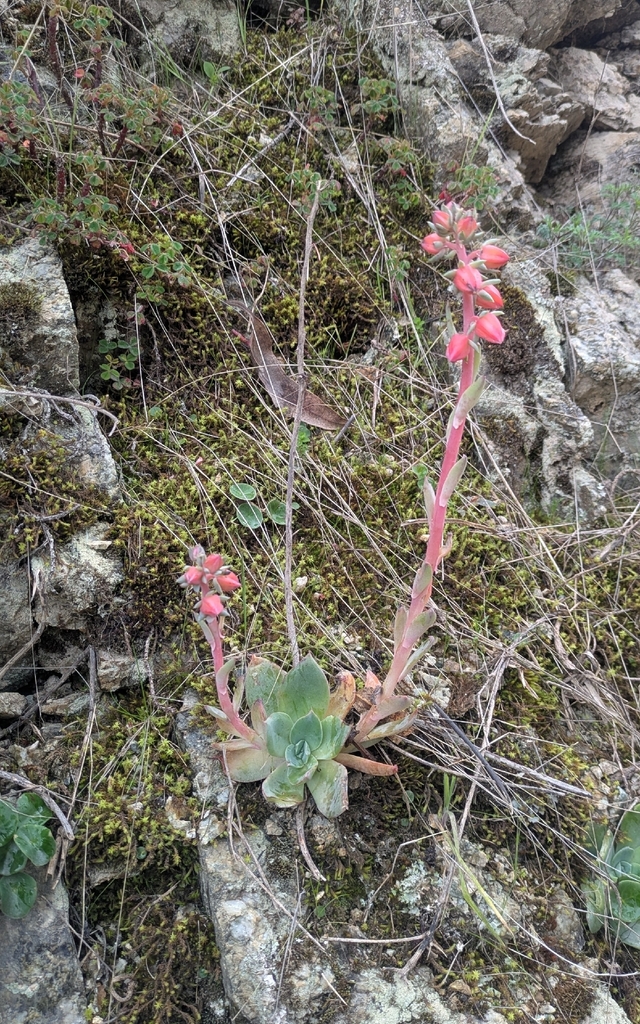 Echeveria andicola, Huachón, Pasco