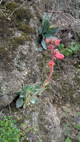 Echeveria andicola