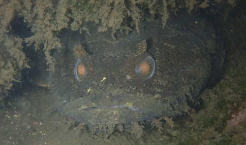 Oyster toadfish (Opsanus tau) — Batrachoididae — 5
