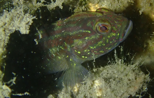 Crested goby (Lophogobius cyprinoides) — Gobiidae — 4