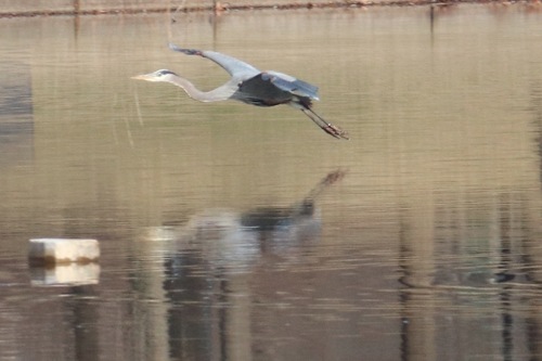 Great Blue Heron