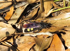 Pygodasis quadrimaculata