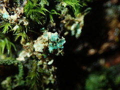 Arthrorhaphis aeruginosa