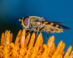 Syrphus vitripennis