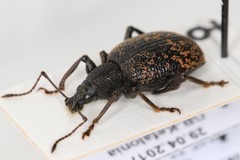 Otiorhynchus aurifer