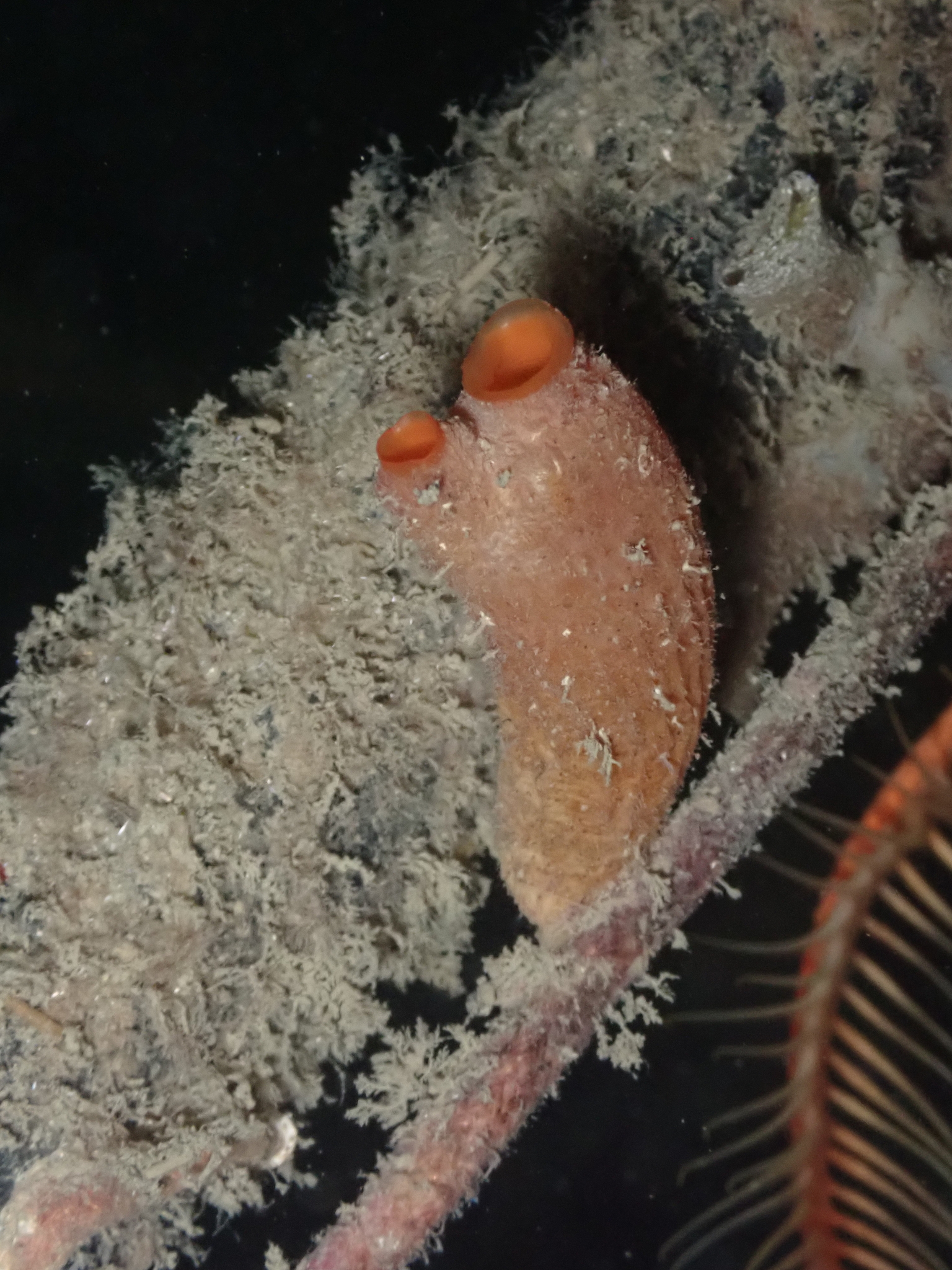 Styela gibbsii Stimpson, 1864