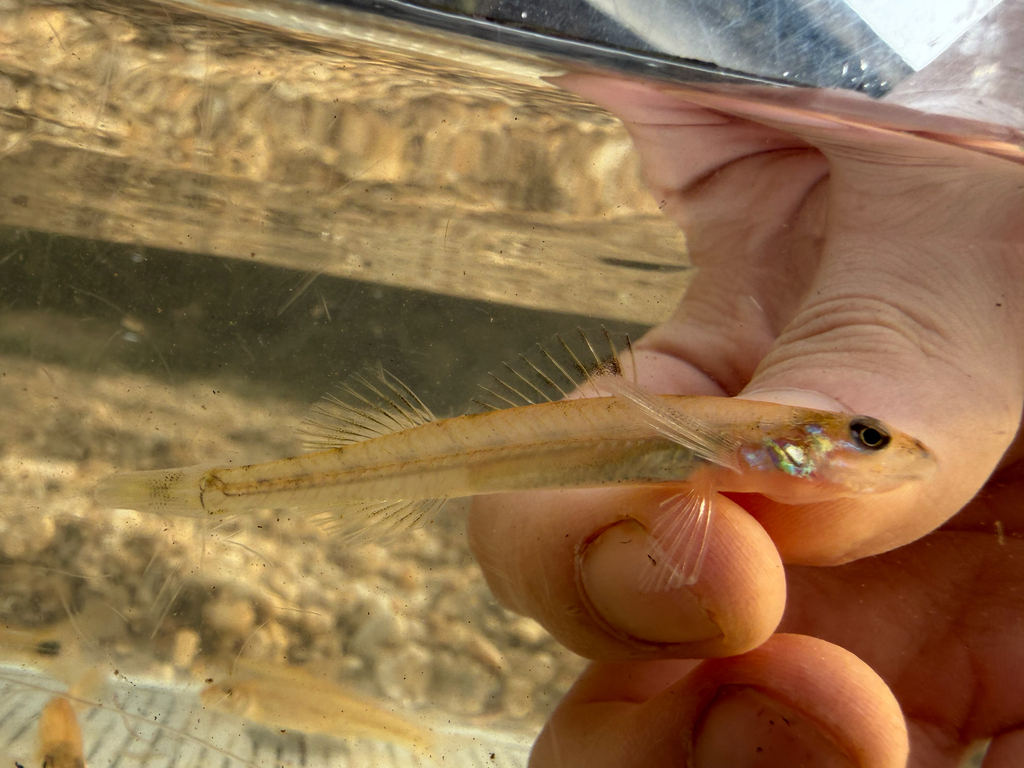 Florida Sand Darter