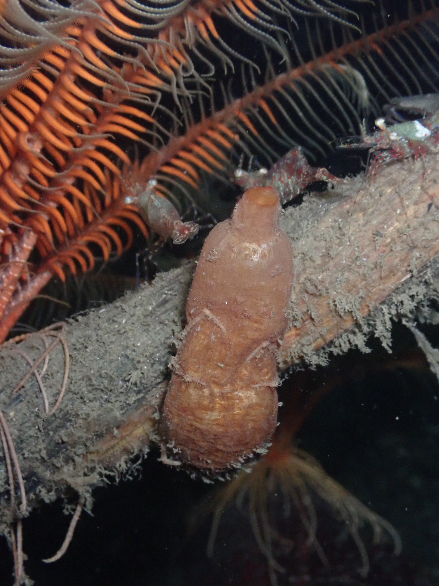 Styela gibbsii Stimpson, 1864