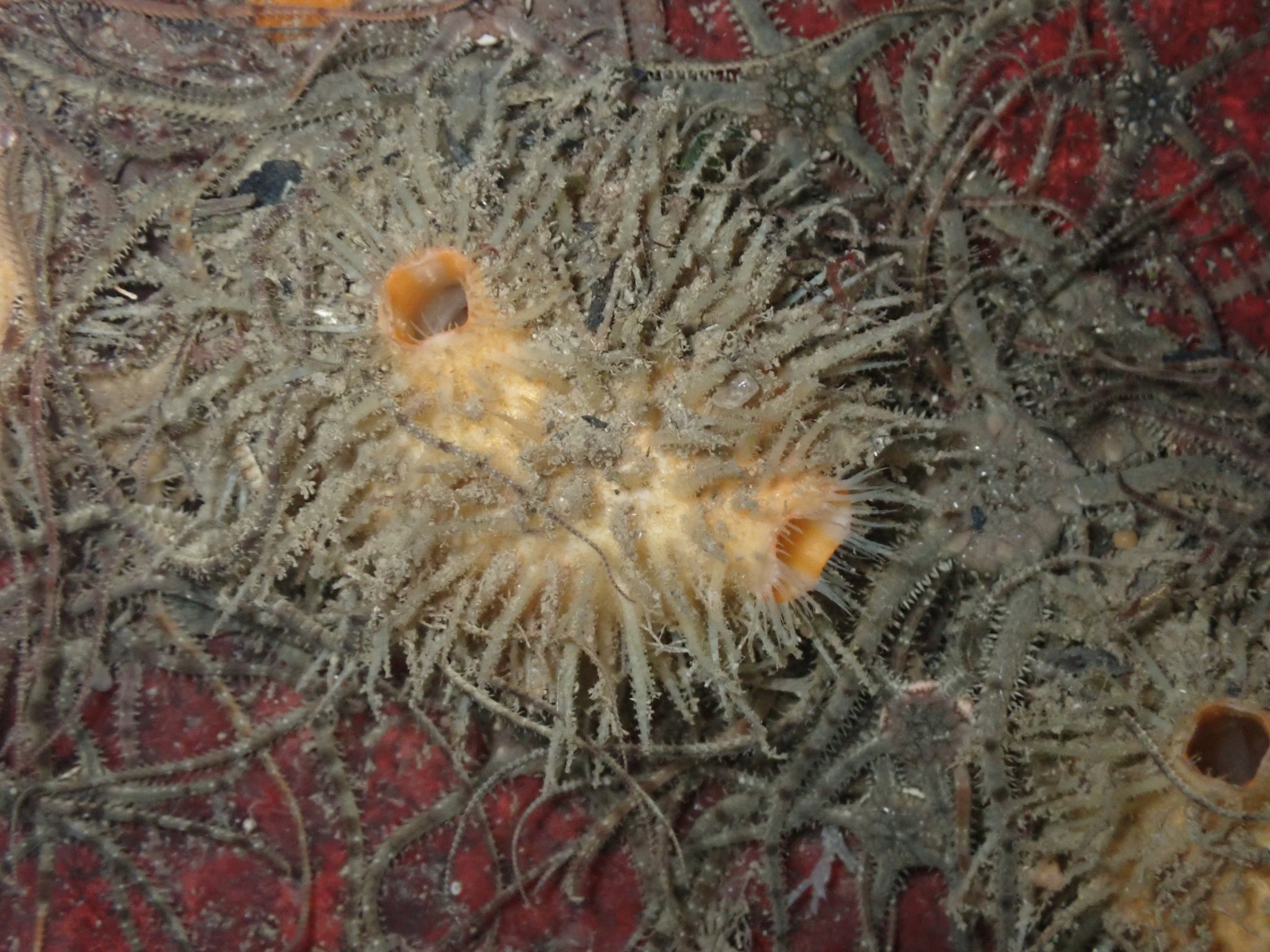 Halocynthia igaboja Oka, 1906