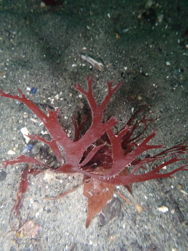 Sarcodiotheca furcata observed 2026-01-05