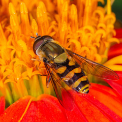 Syrphus vitripennis