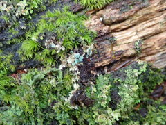 Arthrorhaphis aeruginosa