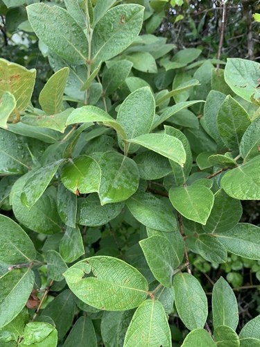 Combretum pisoniiflorum image