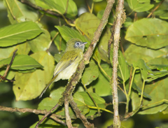 Rhynchocyclus brevirostris