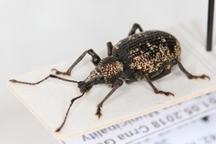 Otiorhynchus corruptor