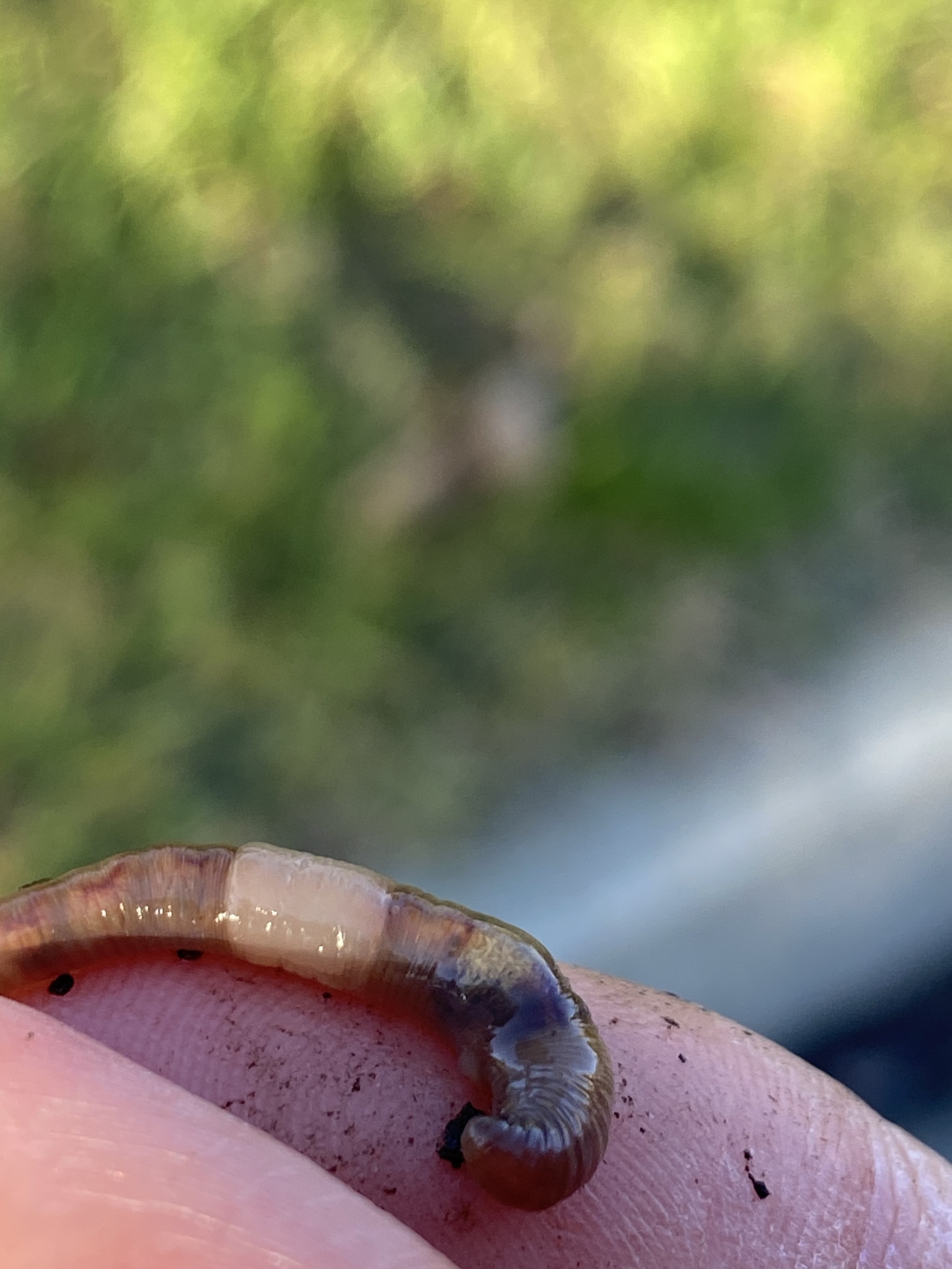 Allolobophora chlorotica (Savigny, 1826)