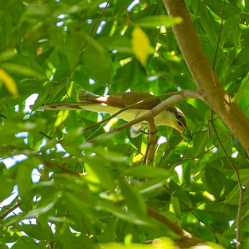 papa-lagarta-de-asa-vermelha observed by ilhabelaemdestaque