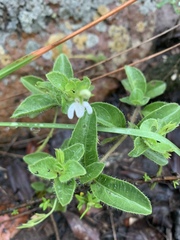 Justicia anagalloides