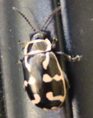 Kuschelina mathematica