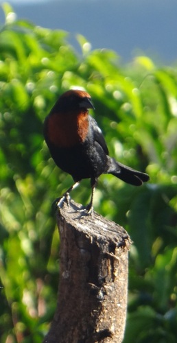 Chestnut-capped Blackbird